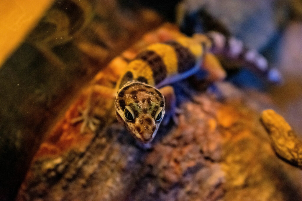 leopard gecko