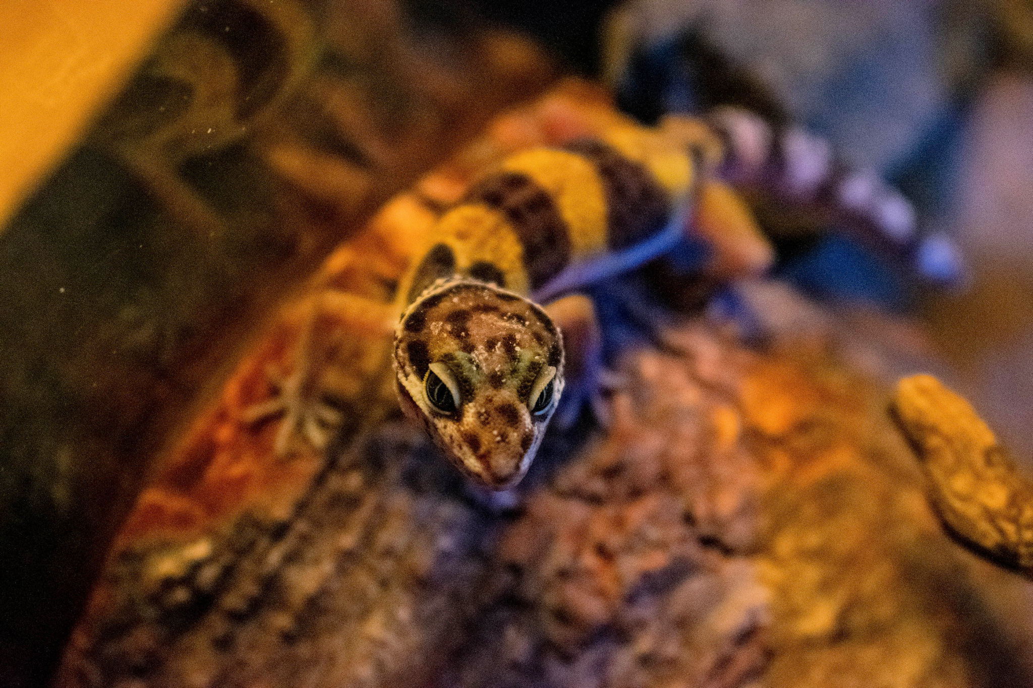 leopard gecko